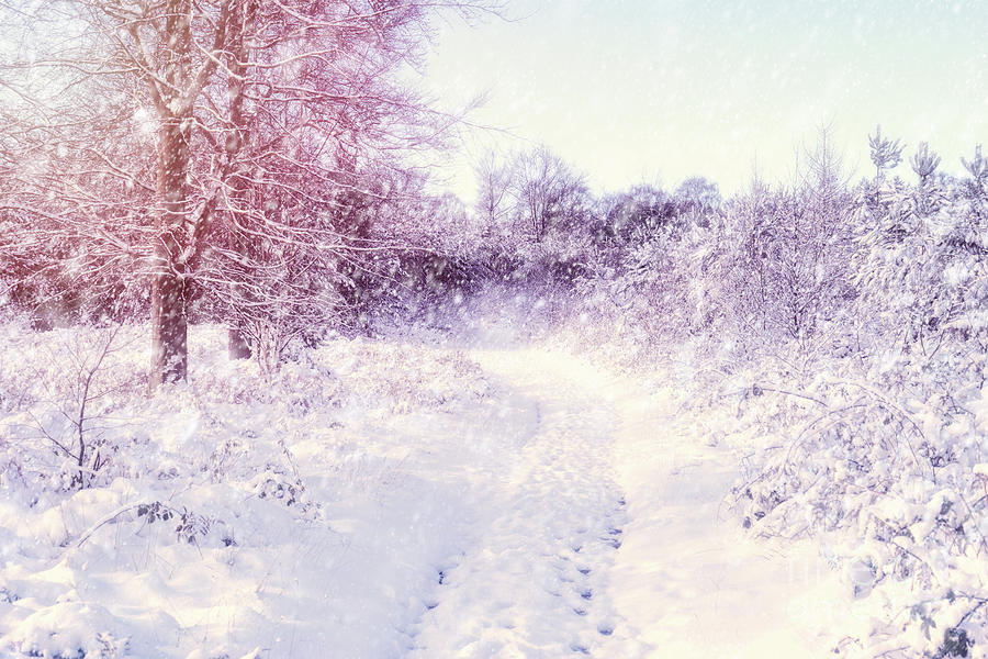 Winter Magic Photograph by Ann Garrett