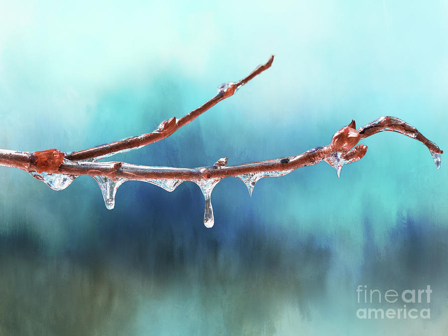 Winter Magic - Gleaming Ice on Viburnum Branches Photograph by Anita Pollak
