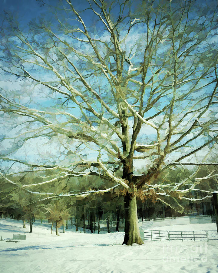 Winter Magic   Photograph by Kerri Farley