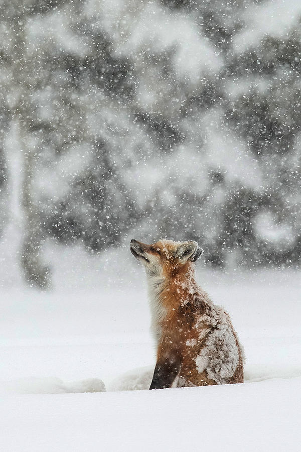 Grand Teton National Park Photograph - Winter Magic by Sandy Sisti