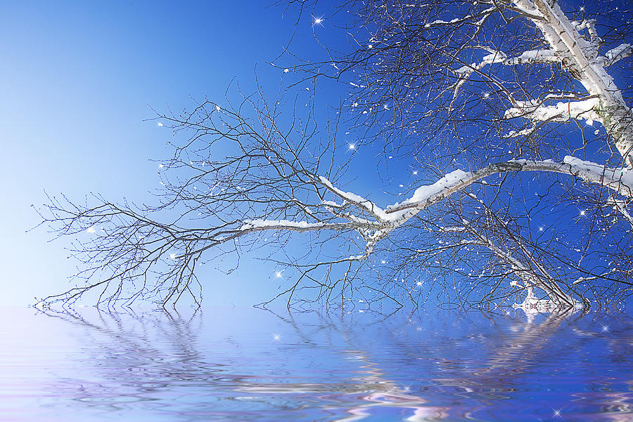 Winter Magic Photograph by Trudy Wilkerson