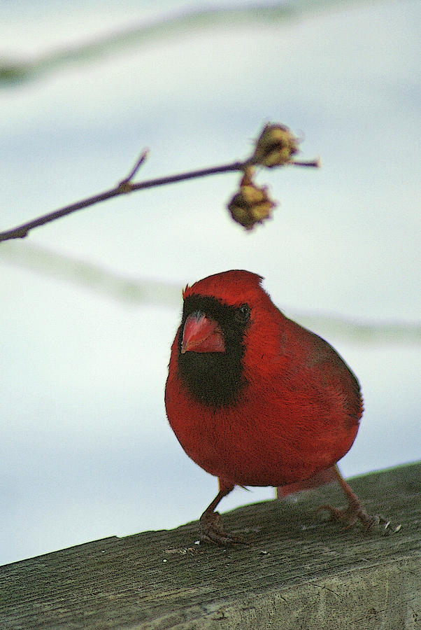Winter Male Cardinal Photograph by Margie Avellino