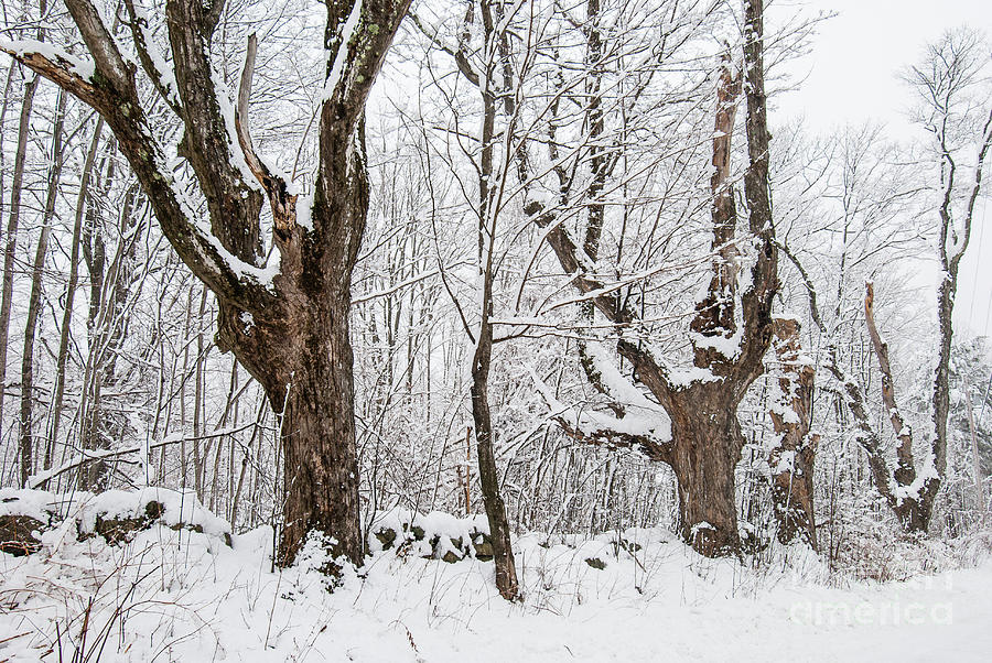 Winter Maples Photograph by Marie Fortin