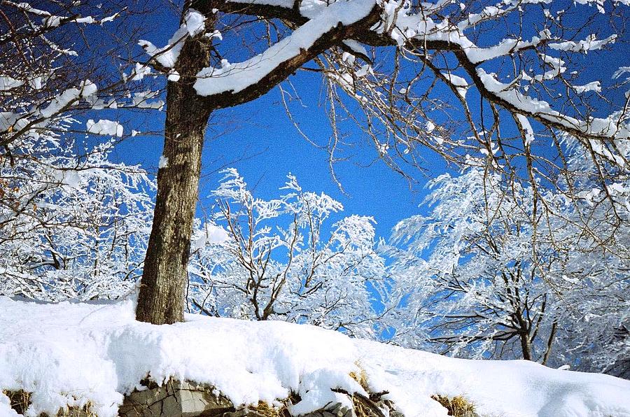 Winter Photograph by Marin Angelov