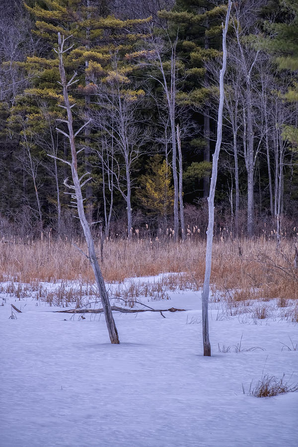 Winter Marsh And Trees Photograph by Tom Singleton
