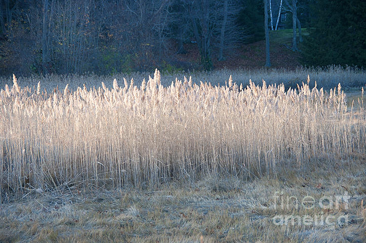 Landscape Digital Art - Winter Marsh by Michael Oleksiw