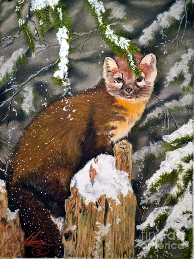 Winter Marten Pastel by John Huntsman