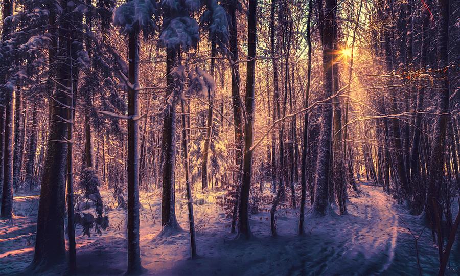 Winter Digital Art - Winter by Maye Loeser