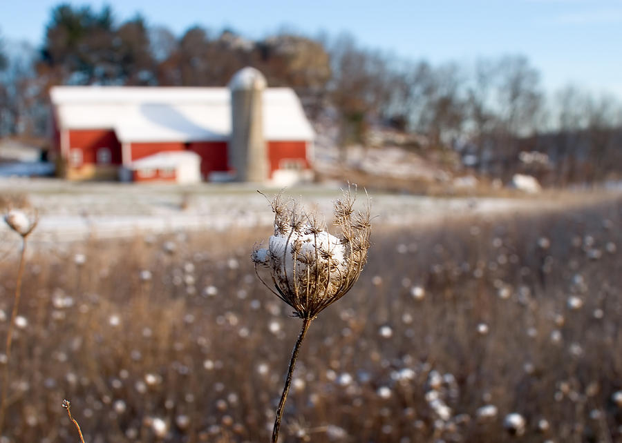 Winter Meadow Photograph by Todd Klassy