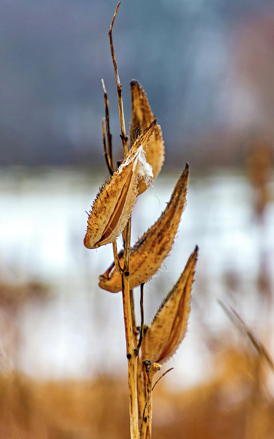 Winter Milkweed 2 Photograph by Steve Harrington