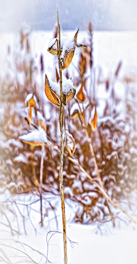 Winter Milkweed 4 - Paint Photograph by Steve Harrington