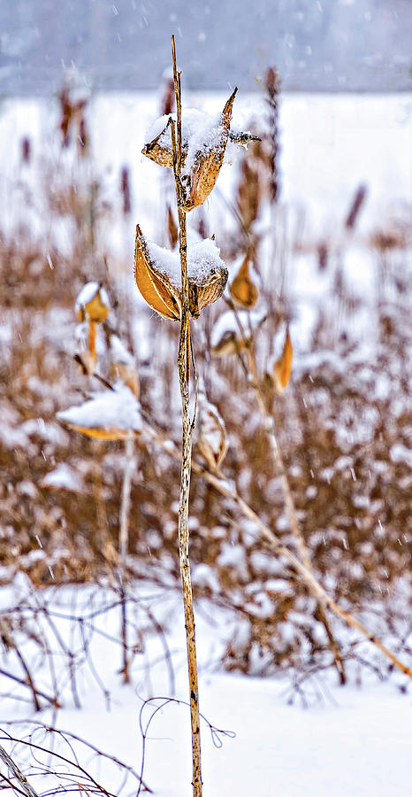 Winter Milkweed 4 Photograph by Steve Harrington