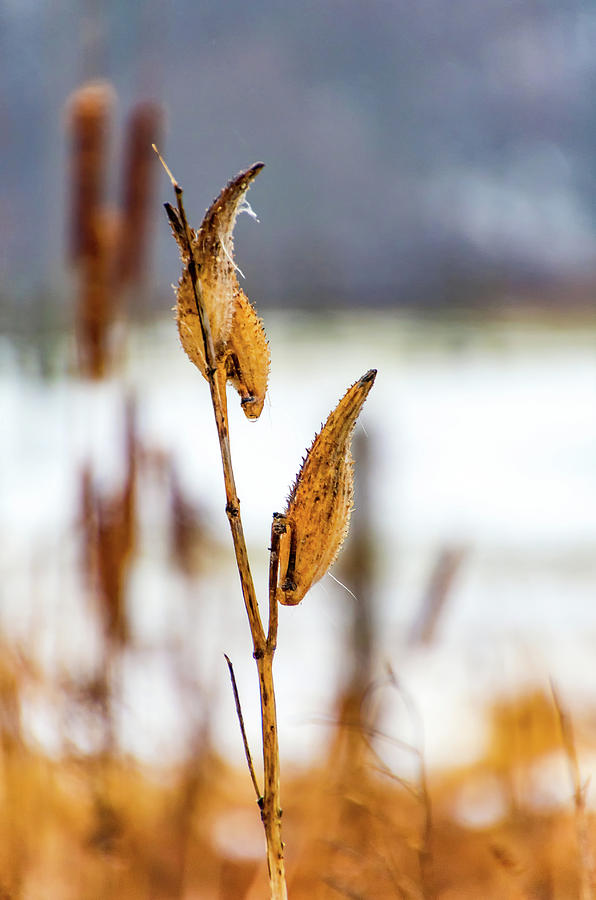 Winter Milkweed Photograph by Steve Harrington