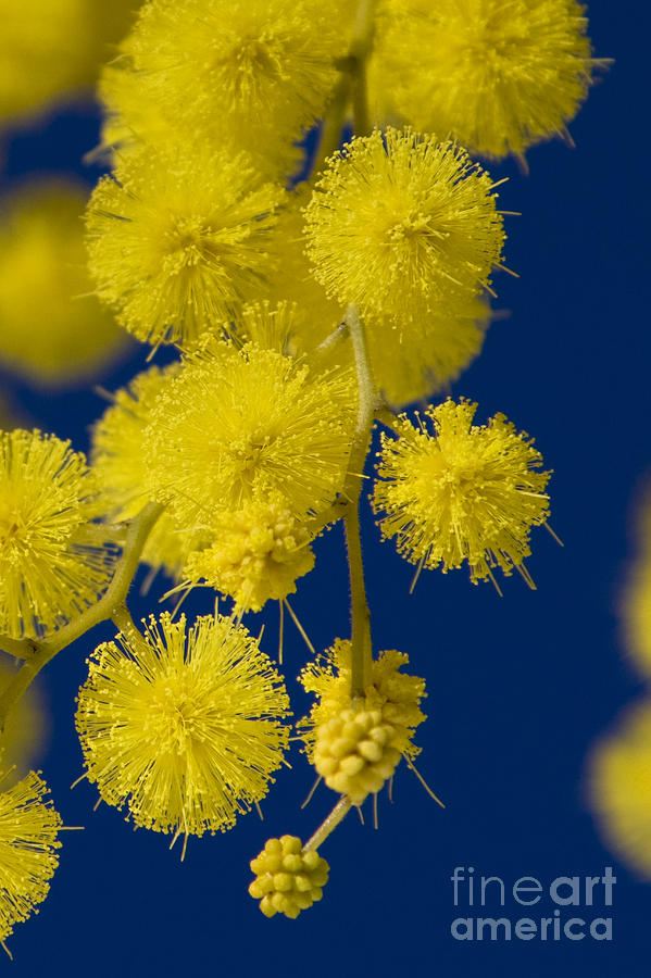 Flowers Still Life Photograph - Winter Mimosa Blossoms by Jean-Louis Klein & Marie-Luce Hubert