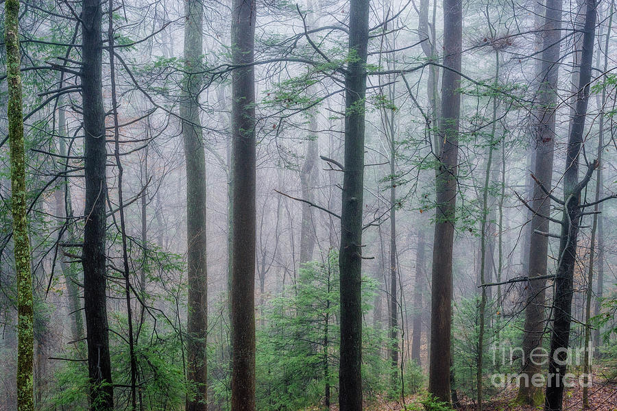 Winter Mist in the Woods Photograph by Thomas R Fletcher