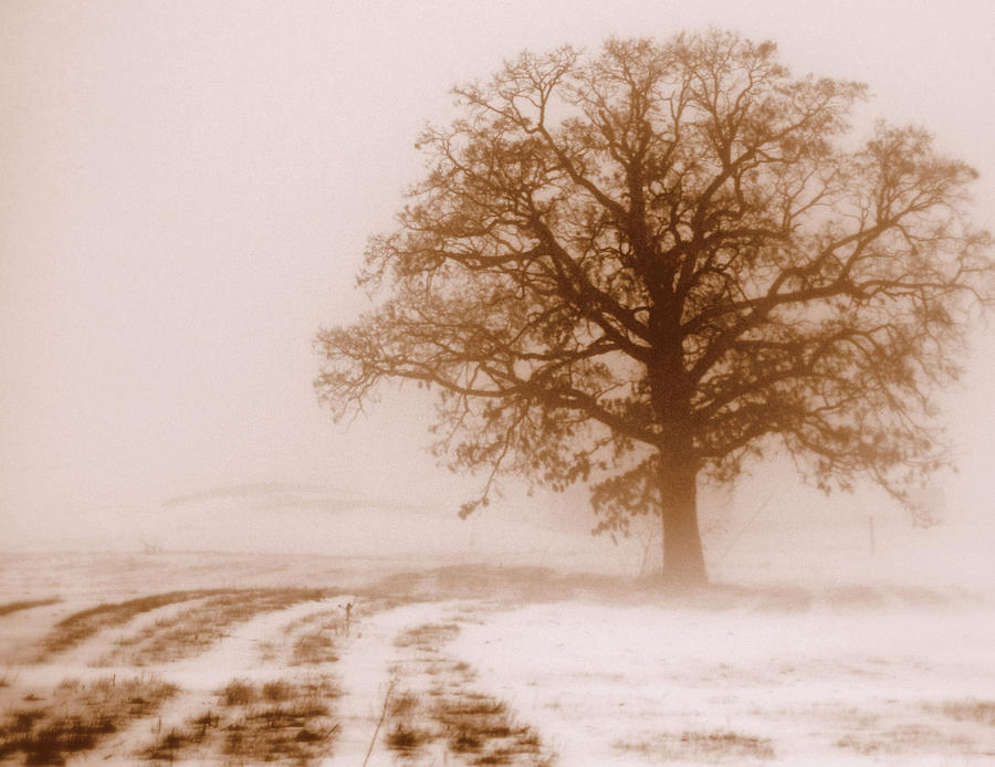 Winter Mist Photograph by Linda Mishler
