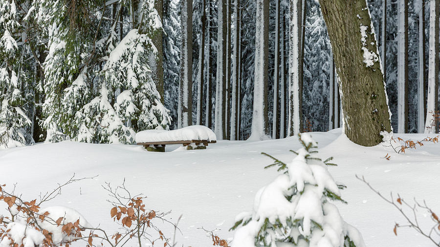 Winter Moments in Harz mountains Photograph by Andreas Levi
