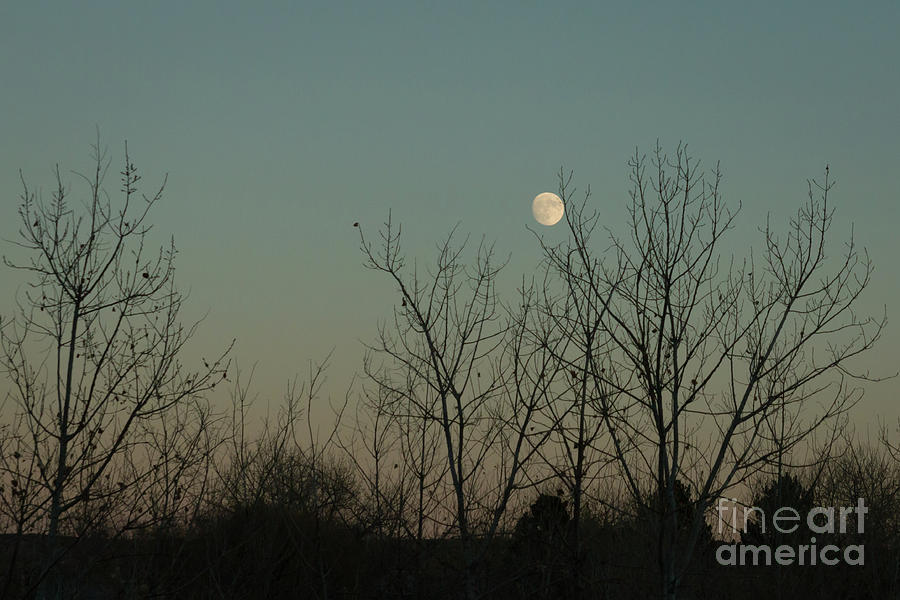 Winter Moon Photograph by Ana V Ramirez
