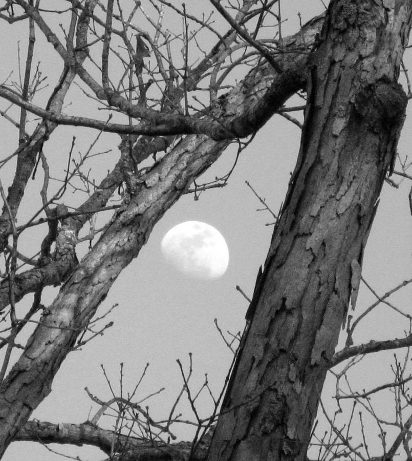 Winter Moon Photograph by Betty Buller Whitehead