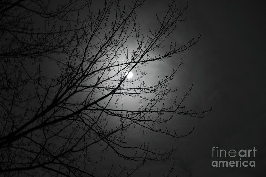 Winter Moonlight Photograph by Ann Horn