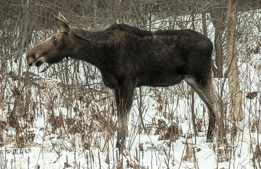Winter Moose Photograph