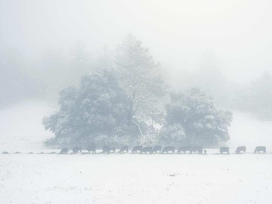 Winter Morning Feed Photograph by Alexander Kunz