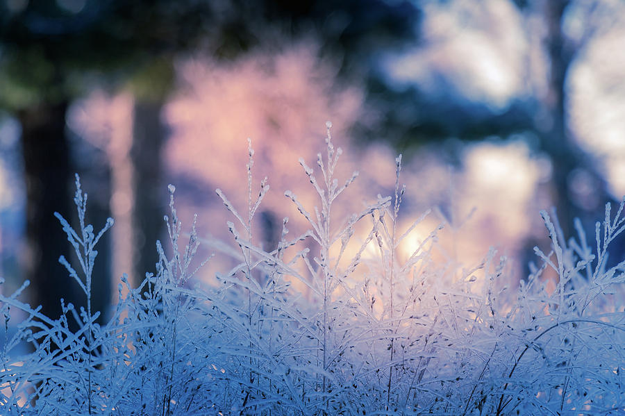 Winter Morning Light Photograph by Allin Sorenson