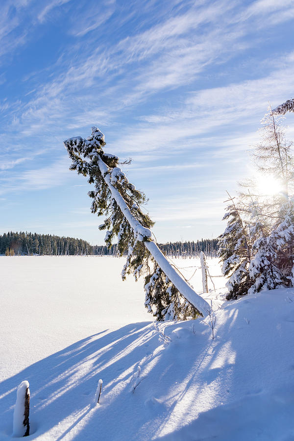 Winter Morning Photograph by Nebojsa Novakovic