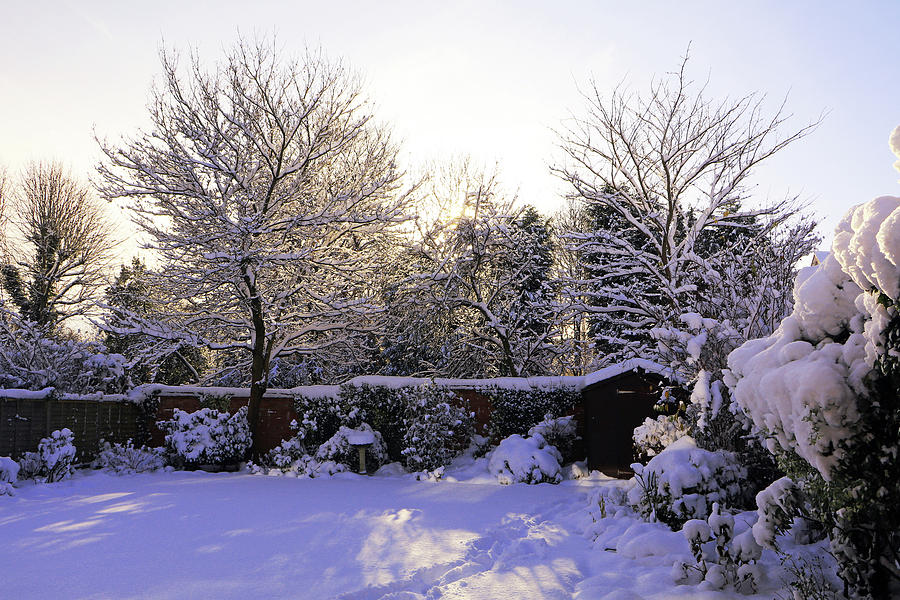 Winter Morning Photograph by Tony Murtagh