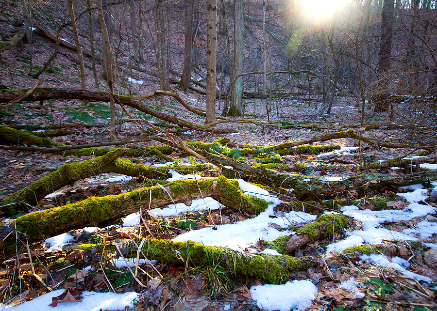 Winter Moss Photograph by Tim Fitzwater