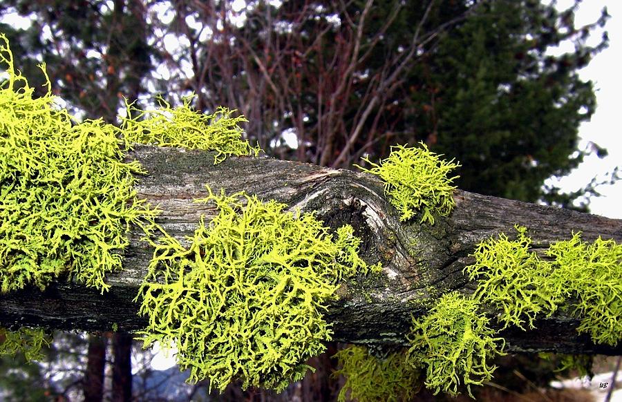 Winter Moss Photograph by Will Borden