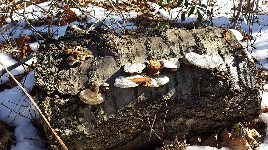 Winter Mushrooms I Photograph by Judith Rhue