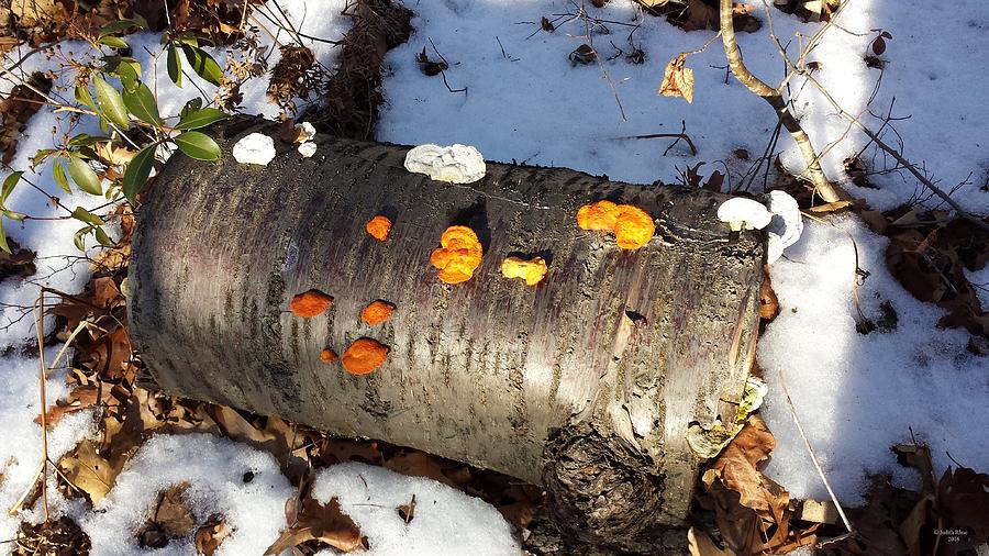 Winter Mushrooms II Photograph by Judith Rhue