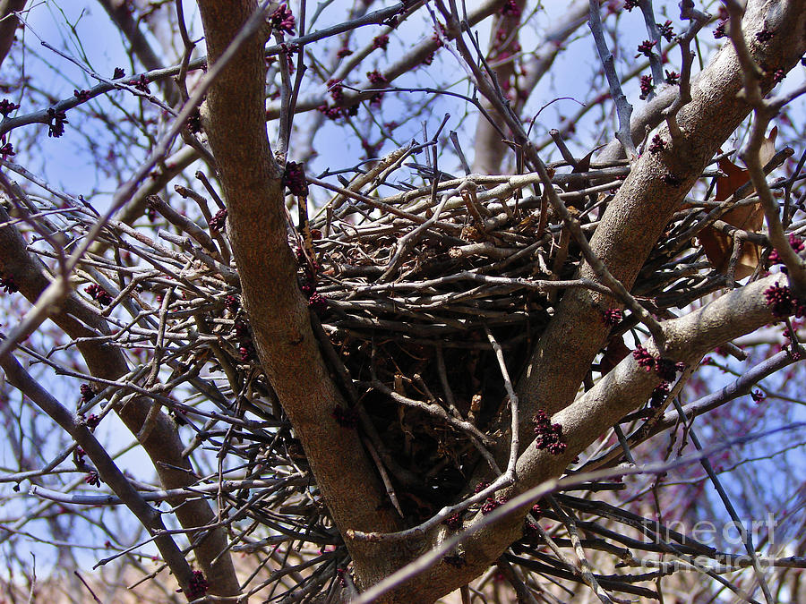 Winter Nest Photograph by Laura Brightwood