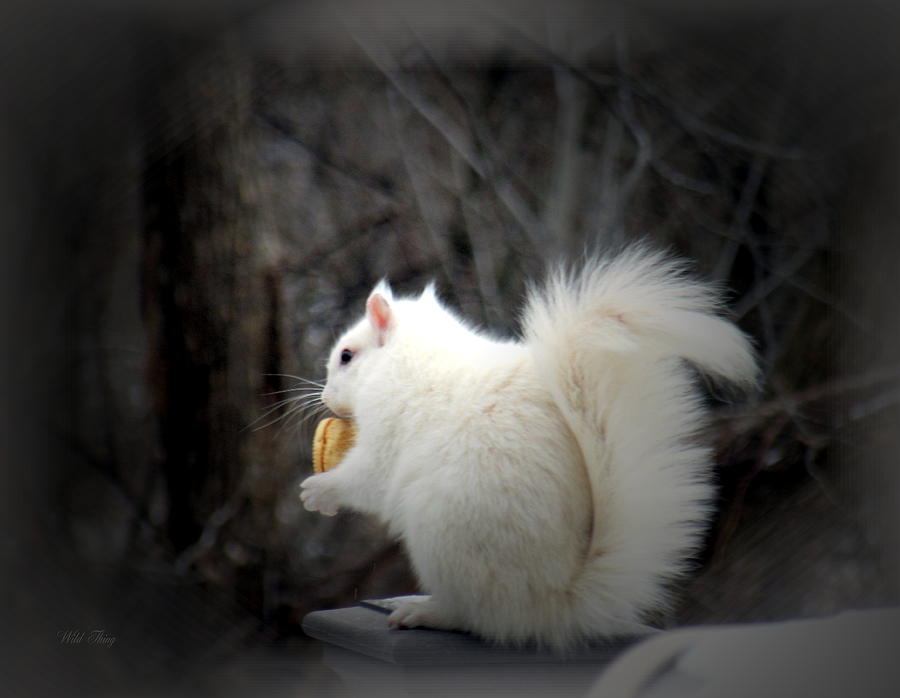 Winter Photograph - Winter Nibbles by Wild Thing