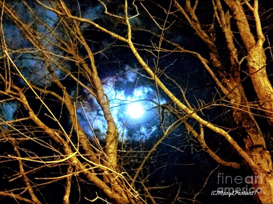 Winter Night Sky Photograph by MaryLee Parker