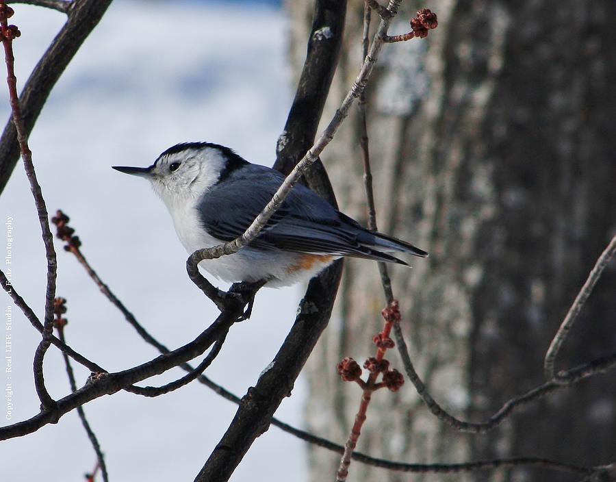 Bird Photograph - Winter Nut Hatch by Al Fritz