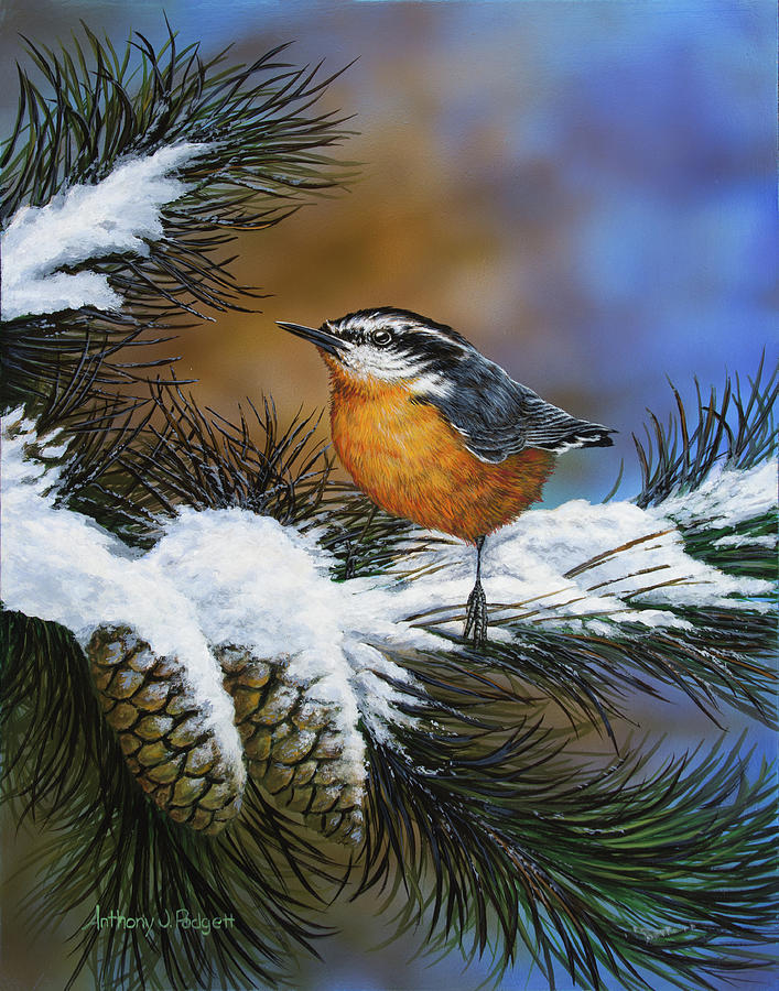 Winter Nuthatch Painting by Anthony J Padgett