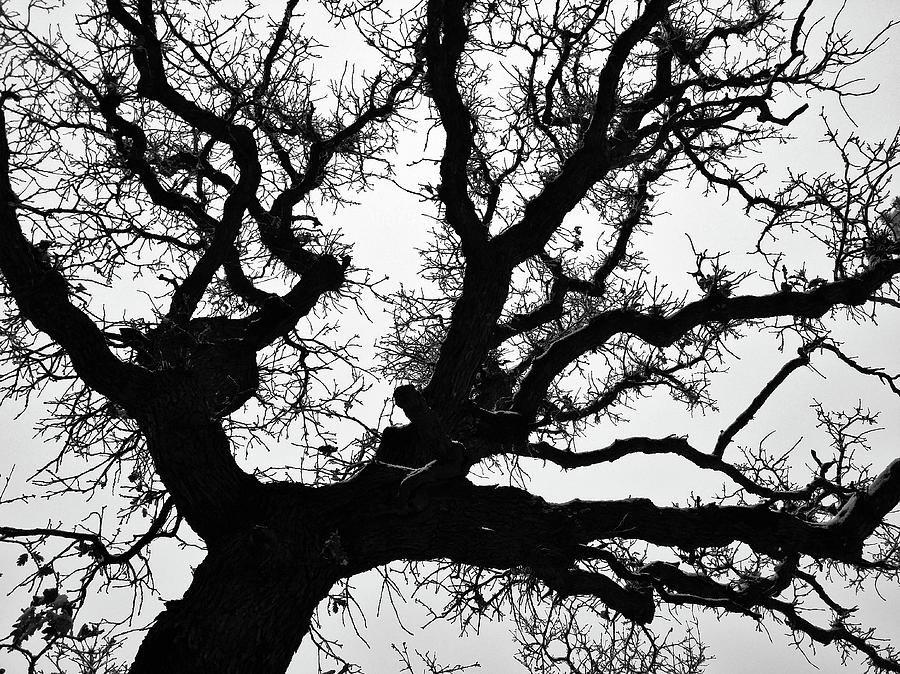 Winter Oak Photograph