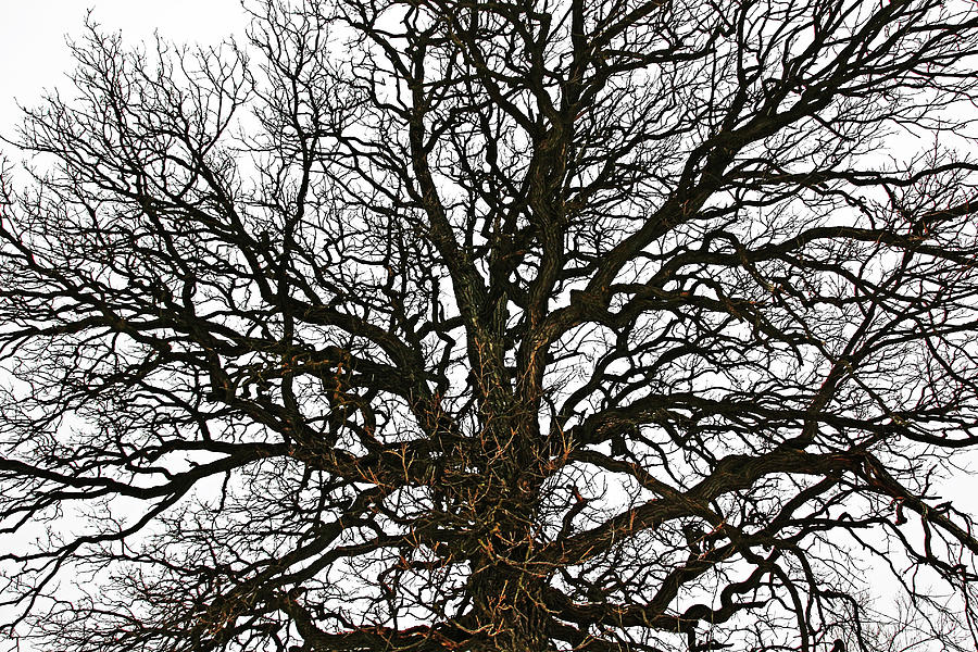 Winter Oak Photograph