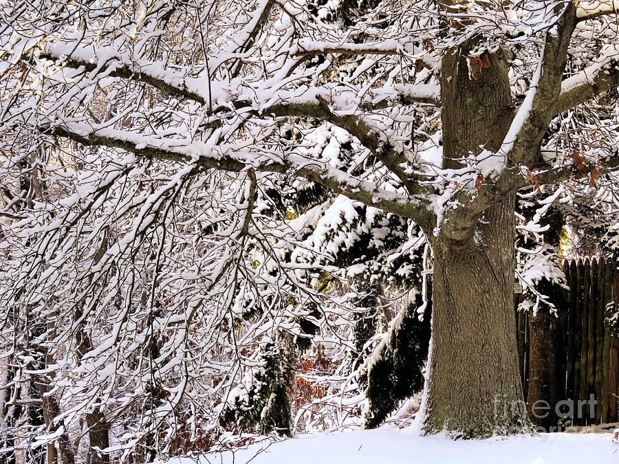 Winter Oak Photograph by Janice Drew