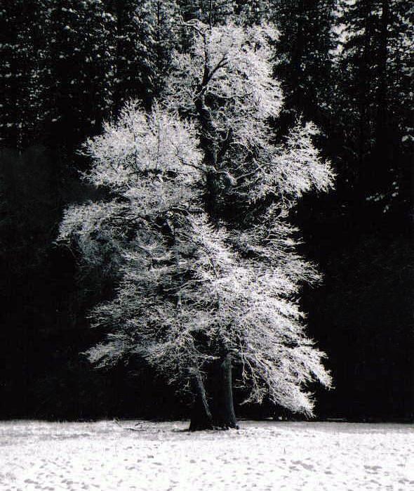 Winter oak Photograph by Richard Verkuyl