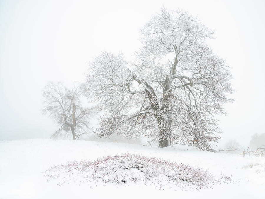 Winter Oaks Photograph by Alexander Kunz