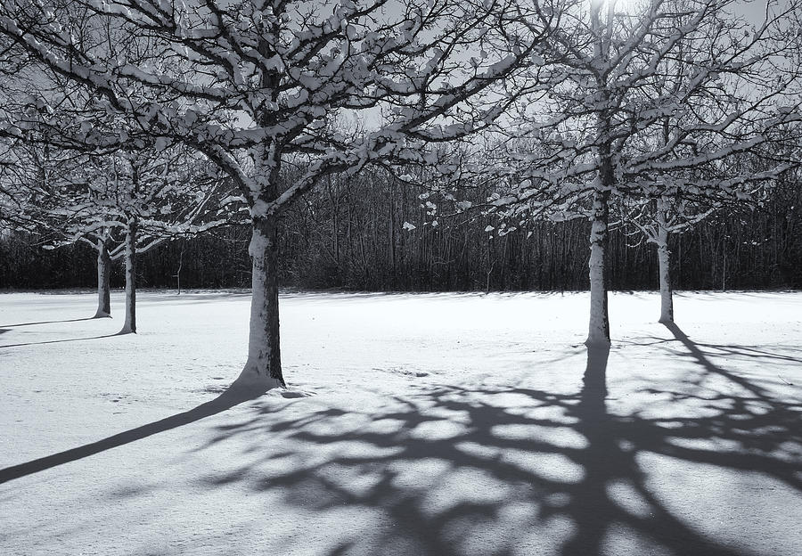Winter of 2015 Photograph by Rachel Cohen
