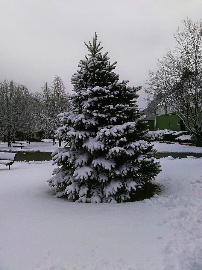 Winter On Campus Photograph by Leonor Martinez - Fine Art America