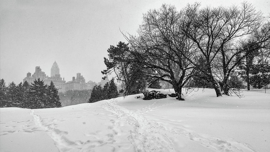 Winter on Cedar Hill Photograph by Cornelis Verwaal