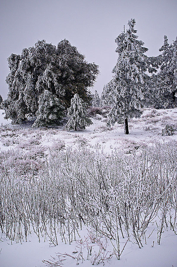 Winter on Palomar Photograph by Hugh Smith