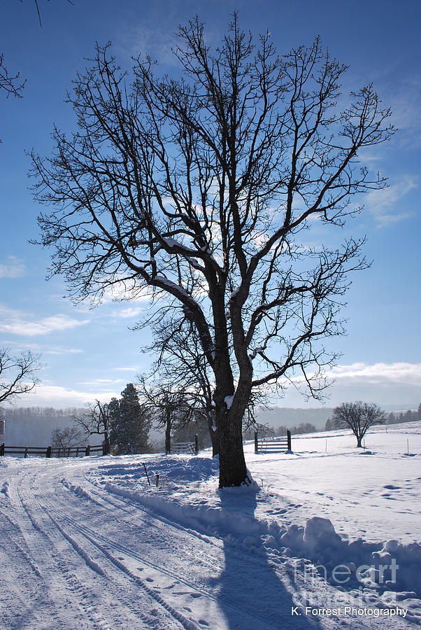 Winter on Wolf Run Photograph by Karen Forrest - Fine Art America