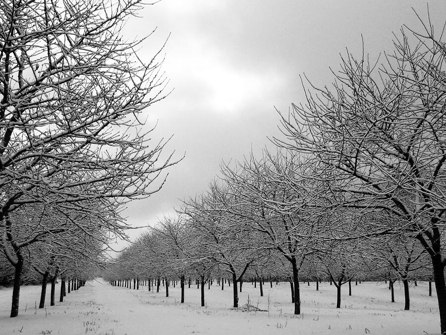 Winter Orchard Photograph by David T Wilkinson