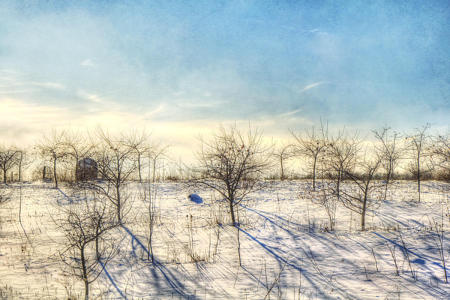 Winter Orchard - Vermont Farm Photograph by Joann Vitali